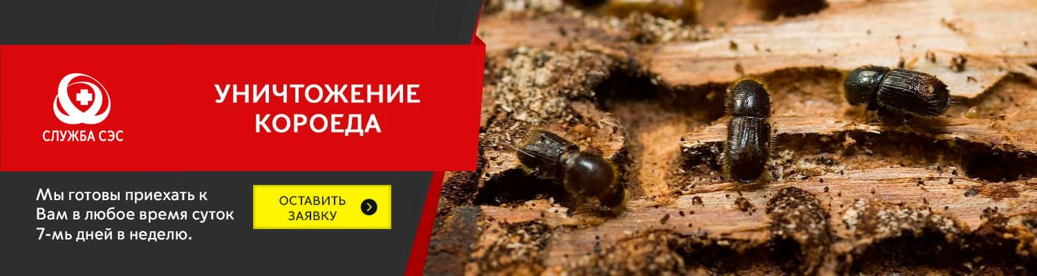 Уничтожение короеда в Дмитрове