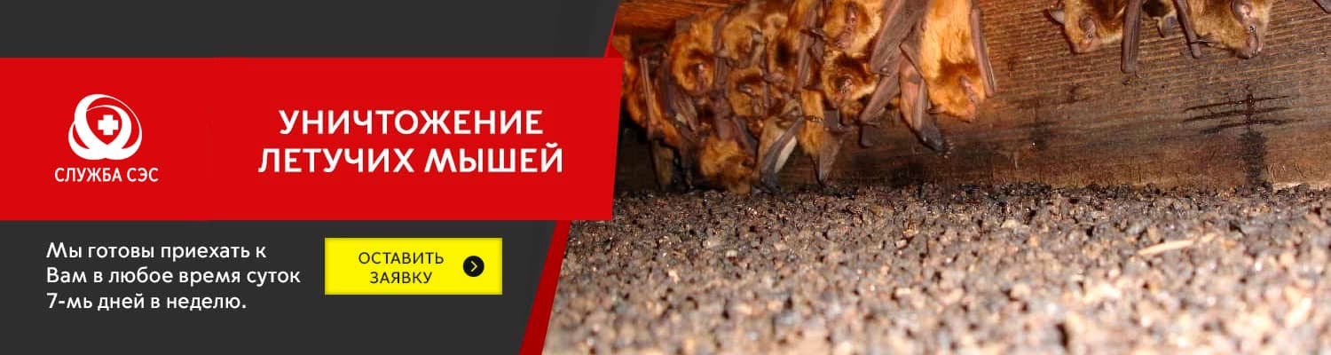 Уничтожение летучих мышей в Дмитрове